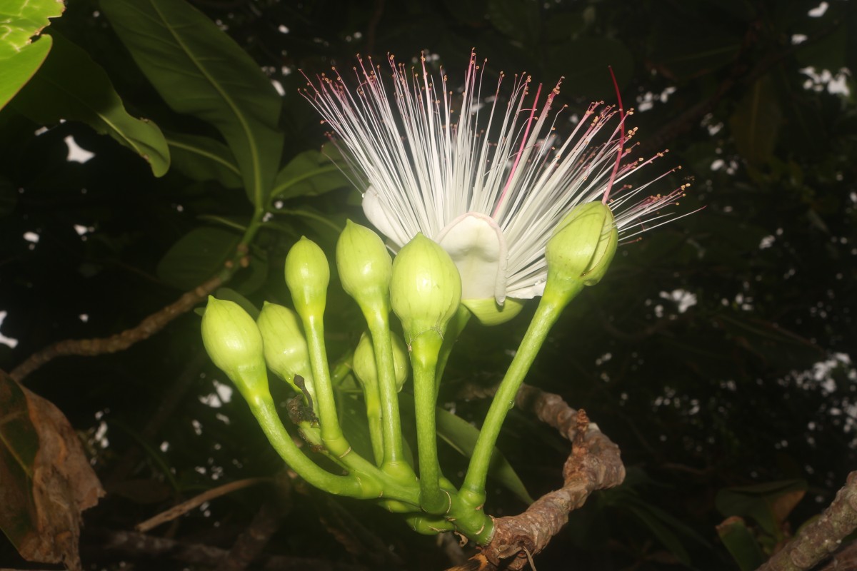 Barringtonia asiatica (L.) Kurz